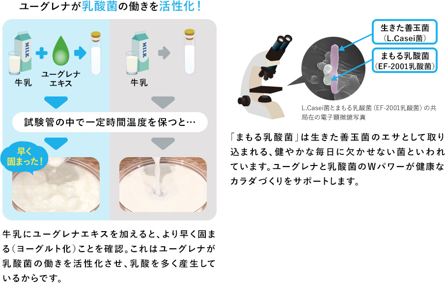 ユーグレナが乳酸菌の働きを活性化