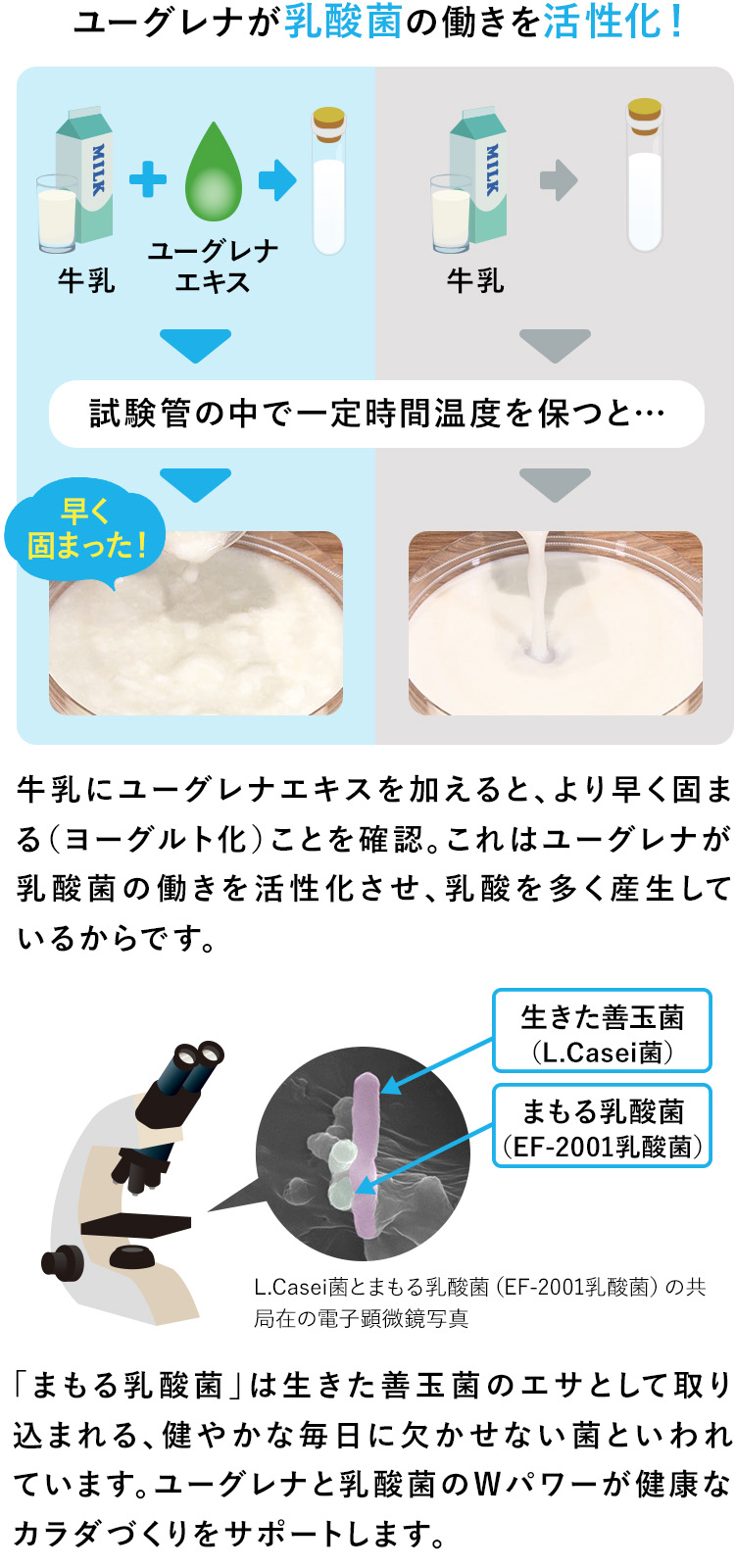 ユーグレナが乳酸菌の働きを活性化