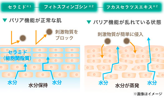 eセラミドコンプレックスが脂肪間脂質をサポート