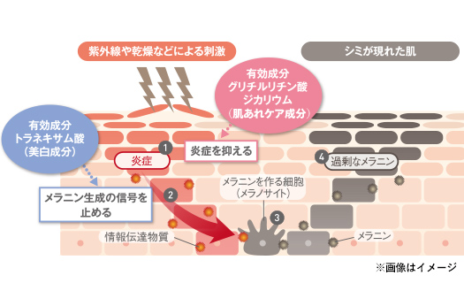 シミ・そばかすを発生しにくくする