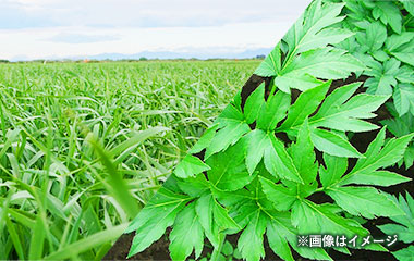 ビタミンと食物繊維が豊富、ポリフェノールを含む大麦若葉と明日葉をブレンド