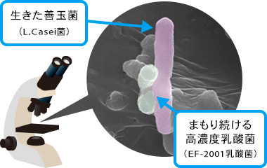 グリーンタブレット乳酸菌はまもる力がダブル