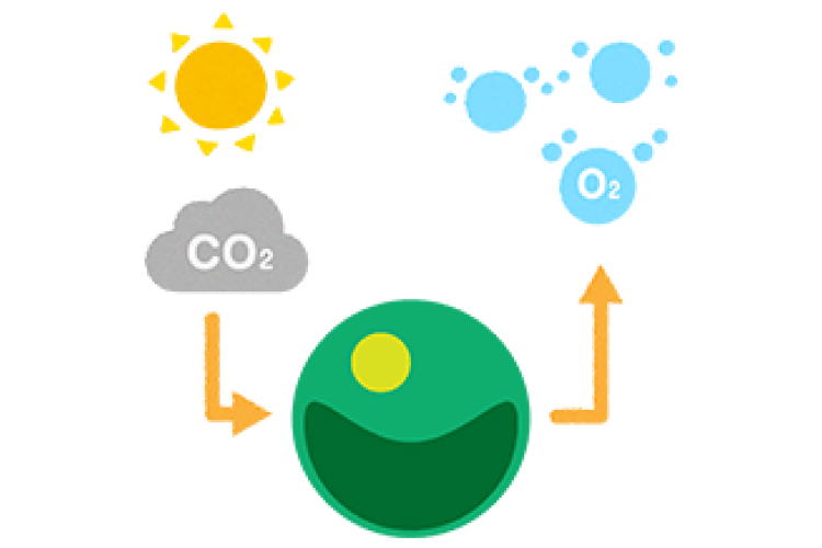 光合成によりCO2を吸収